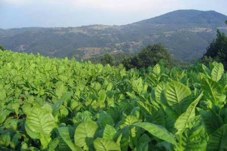 Tütünçülüyün inkişafına dair 2017-2021-ci illər üçün Dövlət Proqramı təsdiqlənib