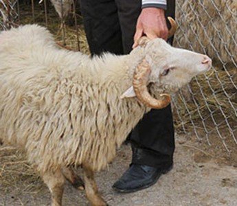 Oğurlanmış qoyunlar sahibinə qaytarılıb
