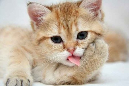 7 yaşına qədər danışmırdı, dilini pişik açdı