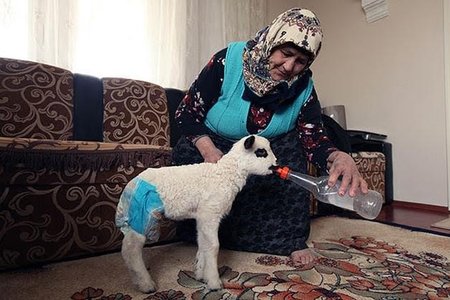 Evində quzu bəsləyir